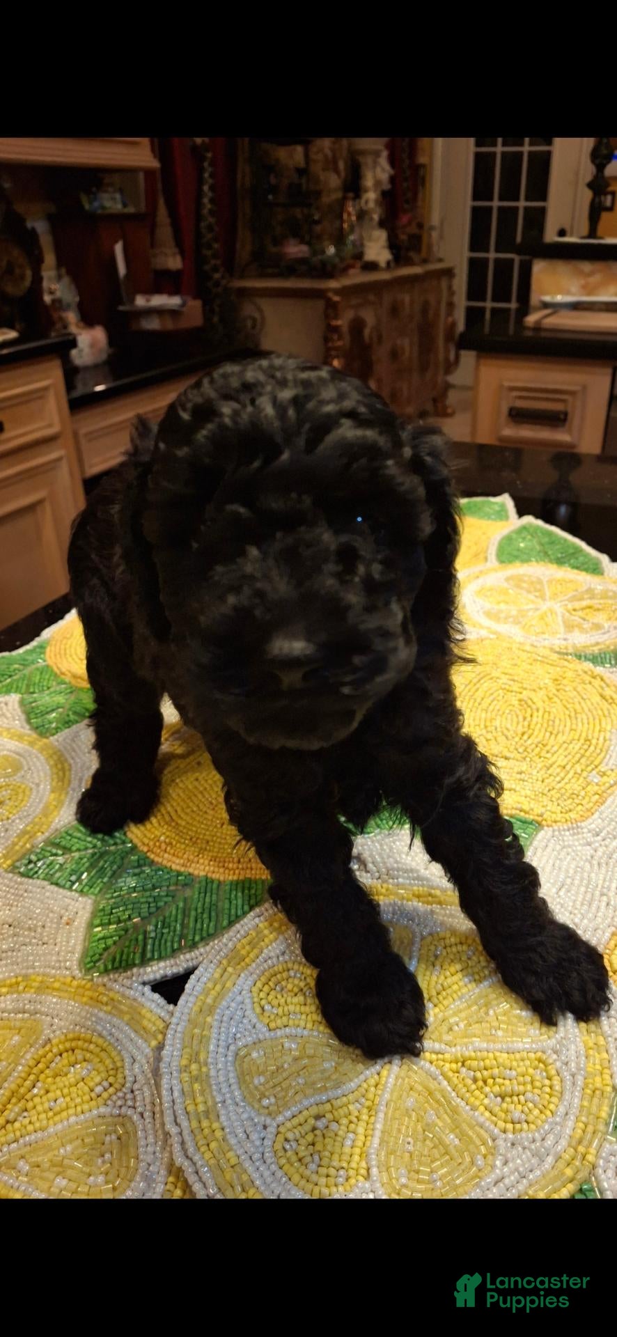 Miniature Poodle dogs Coco - Ad 11