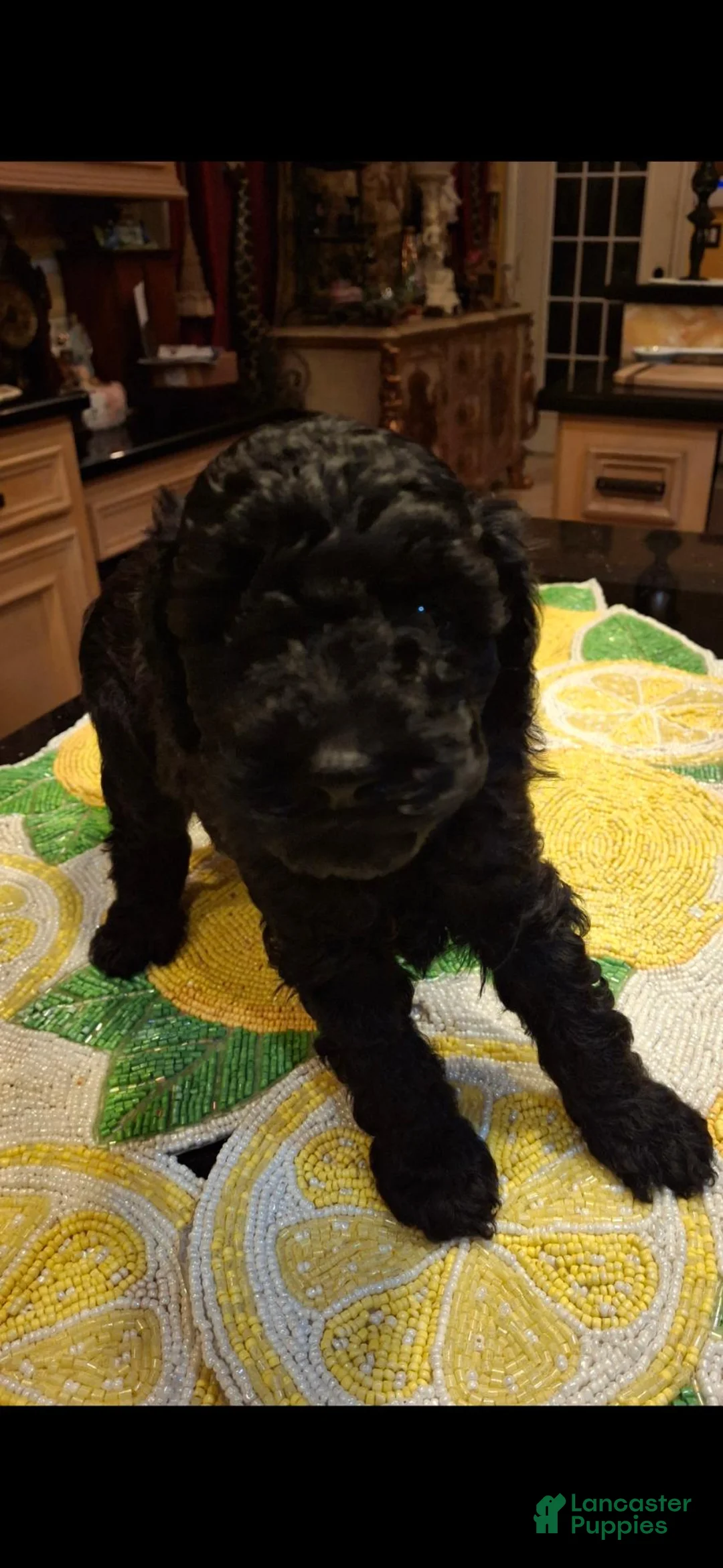 Miniature Poodle dogs for sale: Coco - Ad 1