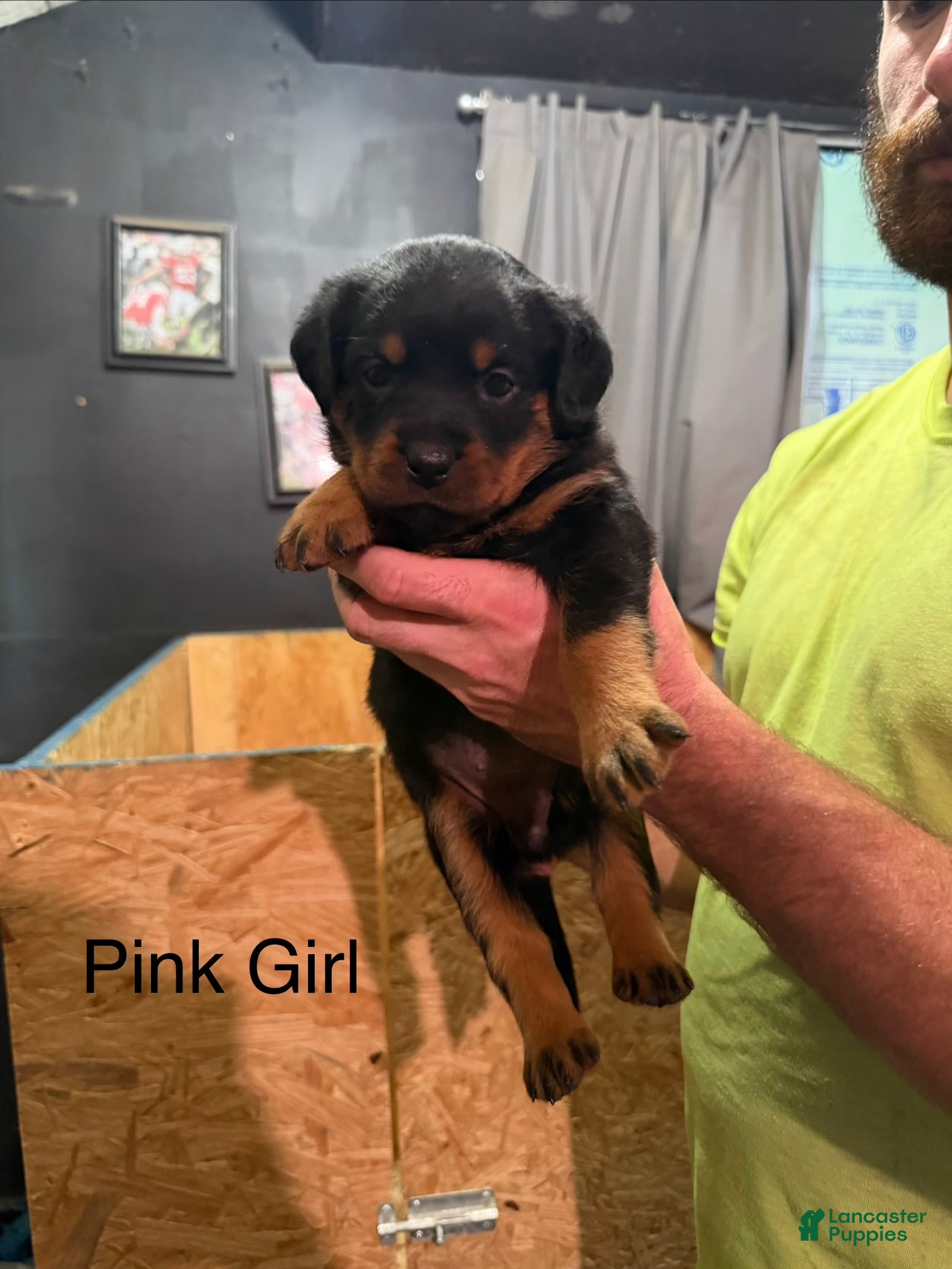 Rottweiler dogs Rottweiler 7 - Ad 2