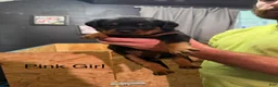 Rottweiler dogs for sale: Rottweiler 7 - Ad 2