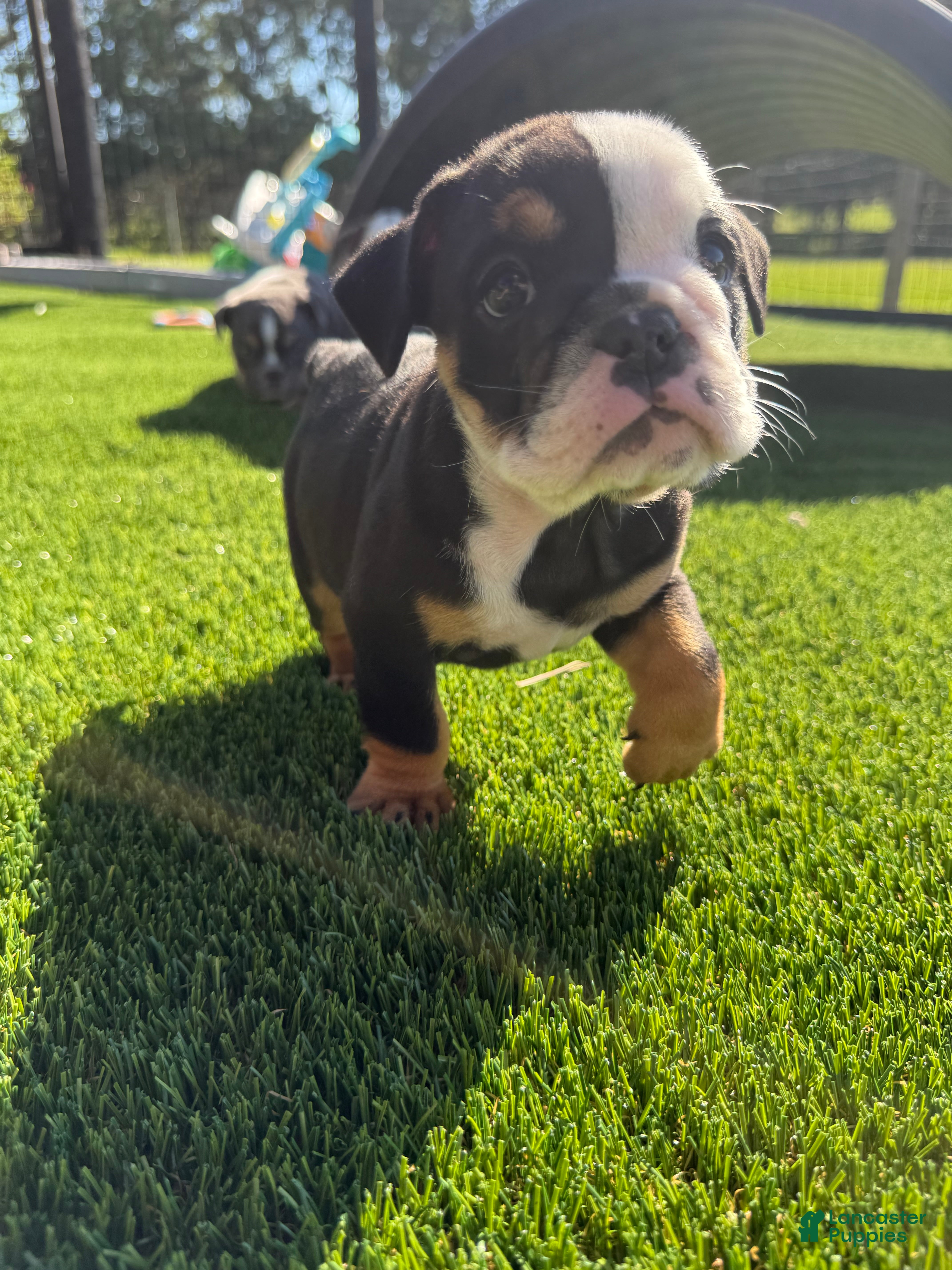 English Bulldog dogs for sale: Madam Linda Lou of Bulldogs Inc. - Ad 2