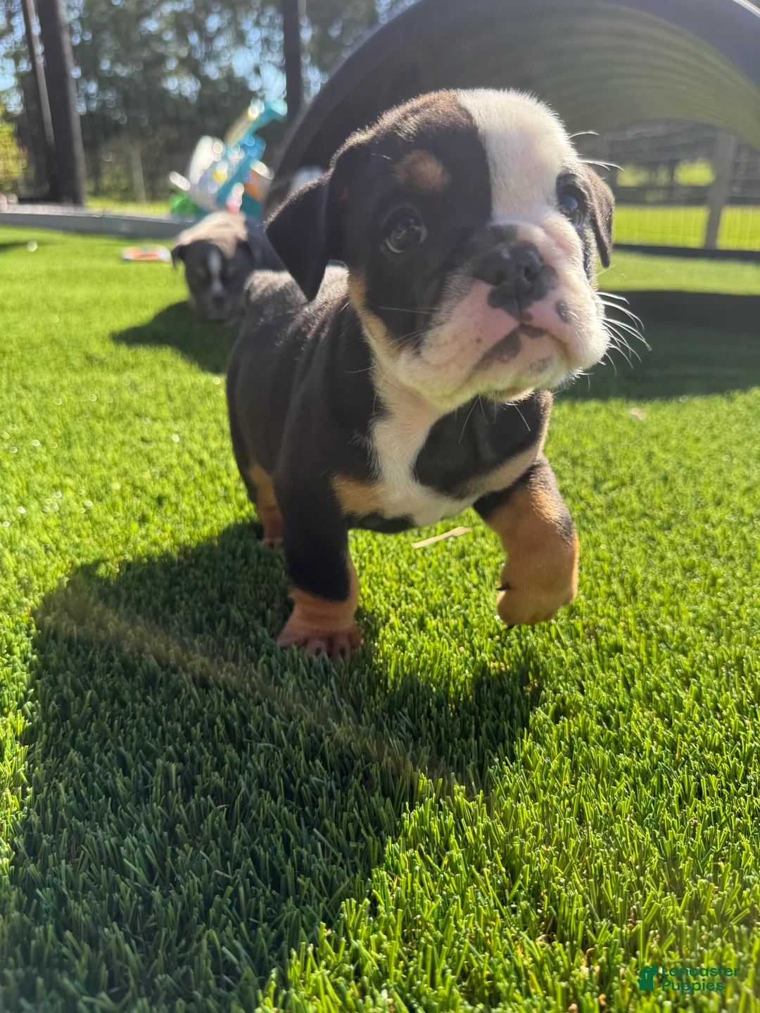 English Bulldog dogs for sale: Madam Linda Lou of Bulldogs Inc. - Ad 1