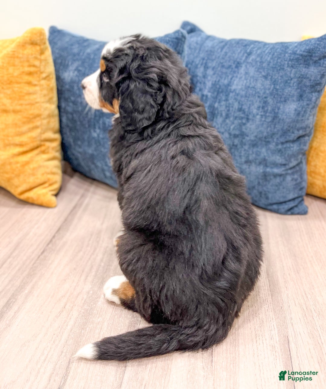 Bernese Mountain Dog dogs for sale: Rosie - Ad 5