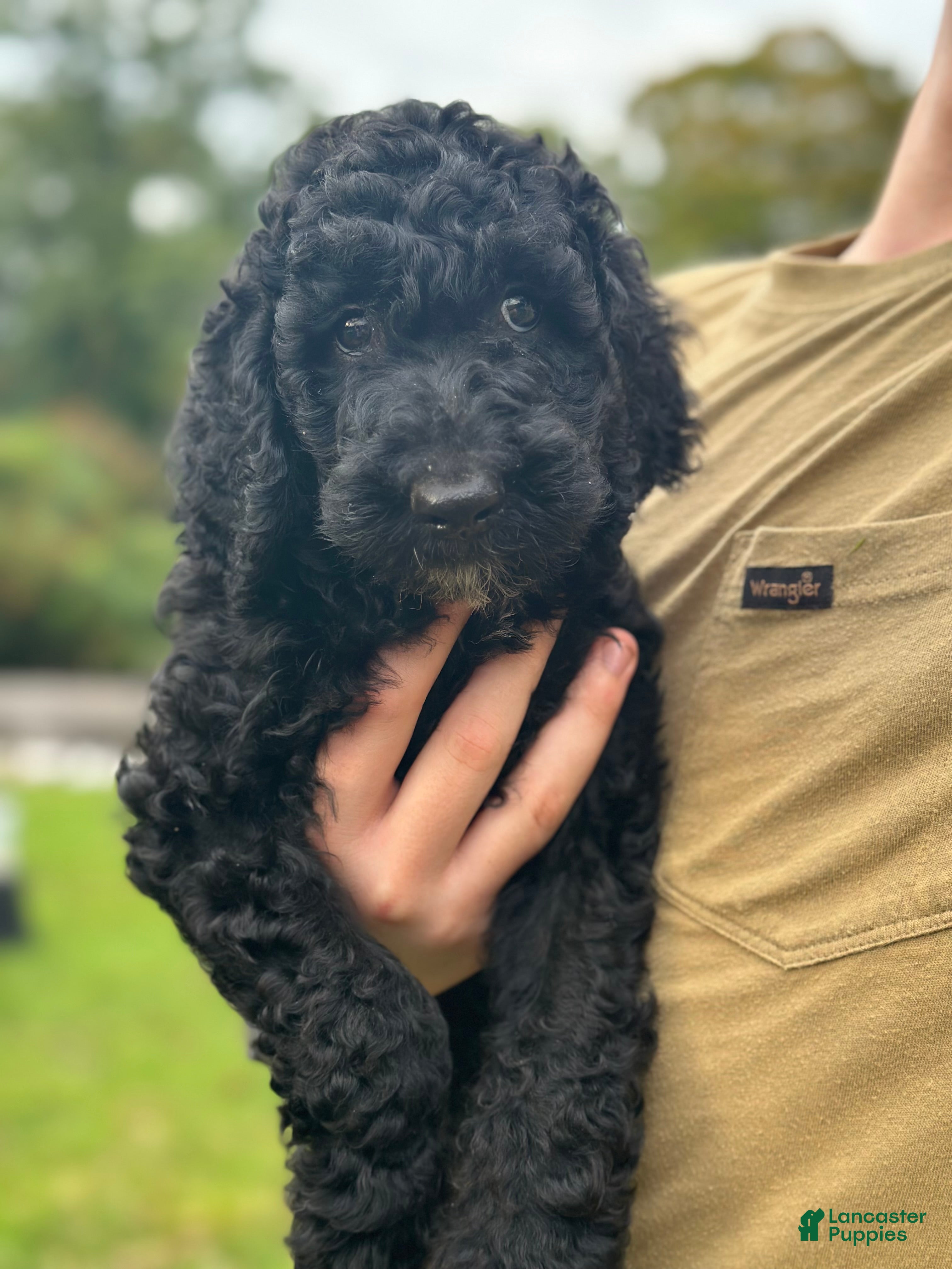 Standard Poodle