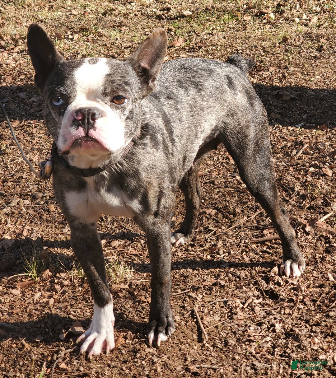 Frenchton dogs for sale: Petey - Ad 7