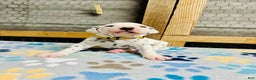Dalmatian dogs for sale: Dalmatian Puppy Yellow Collar - Ad 3