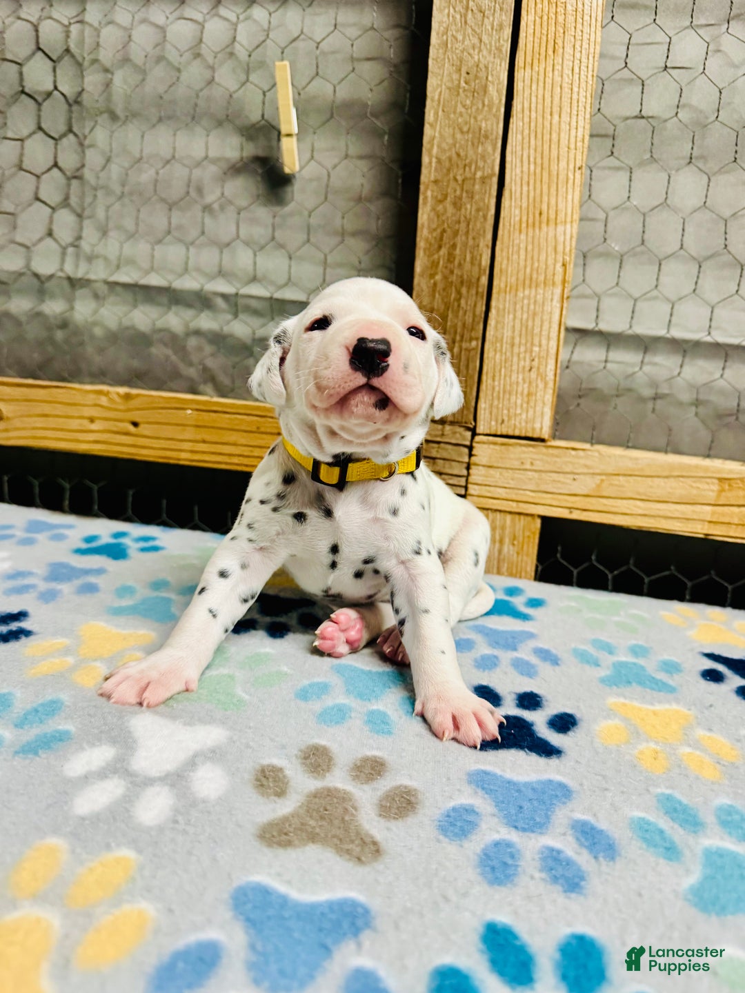 Dalmatian dogs for sale: Dalmatian Puppy Yellow Collar - Ad 3