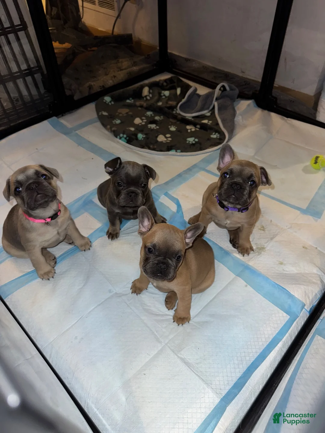 French Bulldog dogs for sale: French Bulldog 1 - Ad 6
