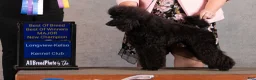 Miniature Poodle dogs for sale: Ivar - Ad 4