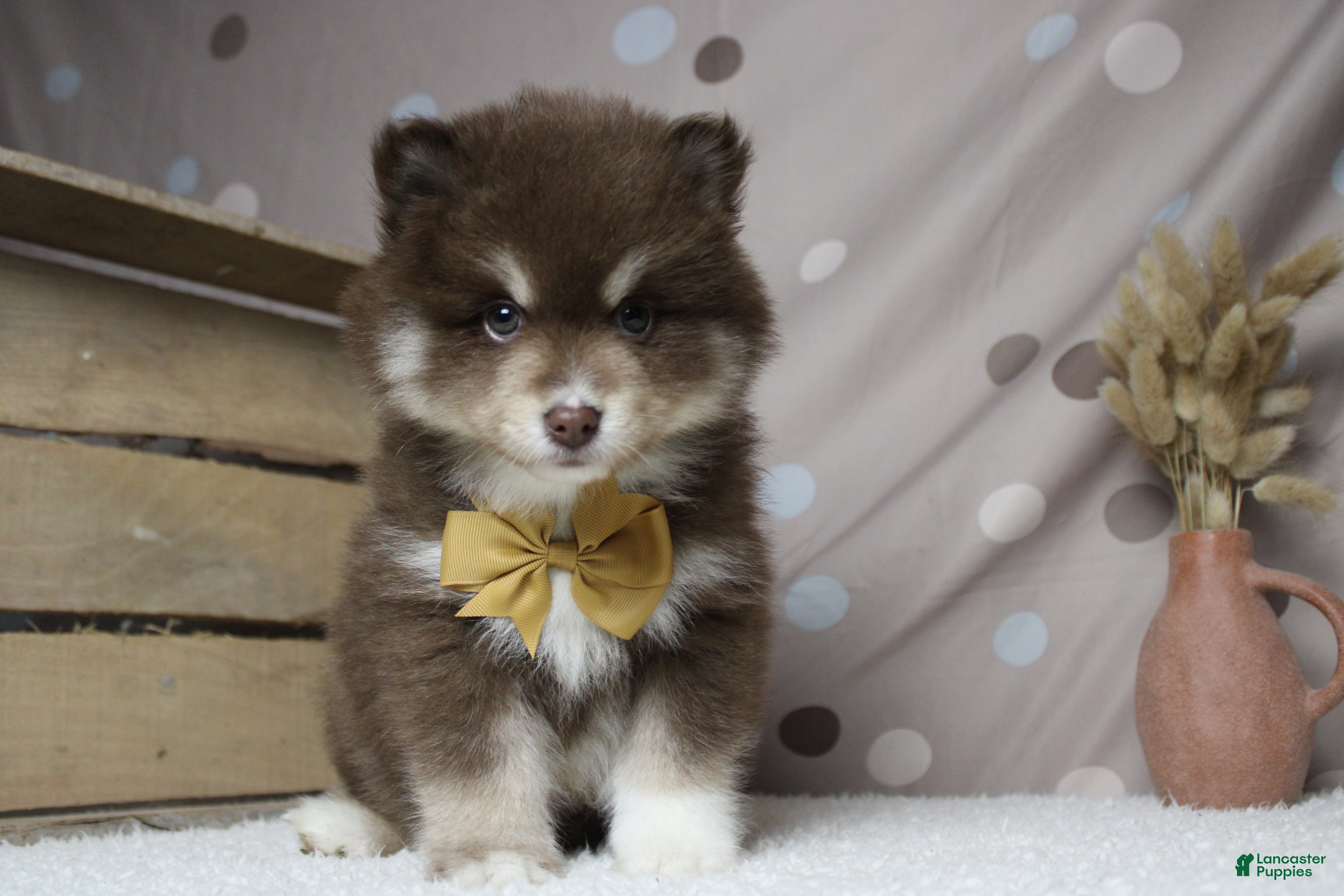 Pomsky dogs Duey  - Ad 2