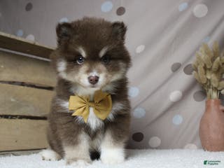 Pomsky dogs Duey - Ad 2