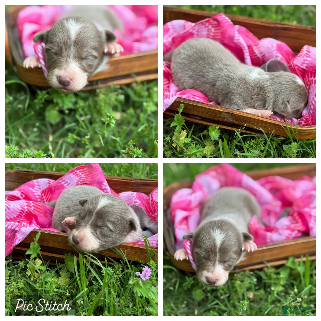 Border Collie dogs for sale: Lilac long hair - Ad 1