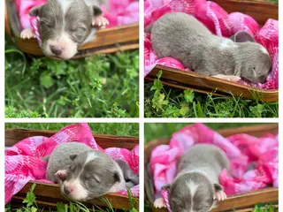 Border Collie dogs Lilac long hair - Ad 5