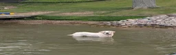 Golden Retriever dogs for sale: Golden Retriever 4 - Ad 6