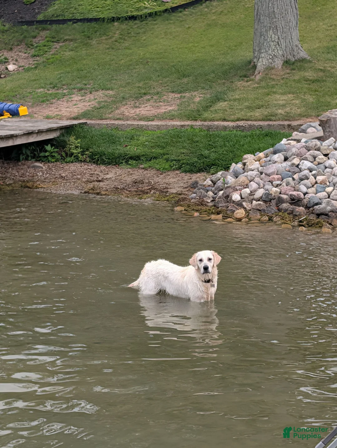 Golden Retriever dogs for sale: Golden Retriever 4 - Ad 6