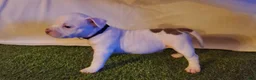 American Bully dogs for sale: American Bully 5 - Ad 3