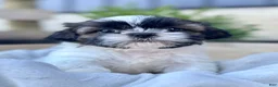 Shih Tzu dogs for sale: AKC Leo - Ad 3