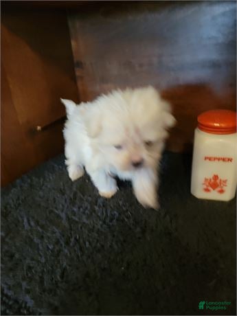 Maltese dogs Maltese Puppy 1 - Ad 2