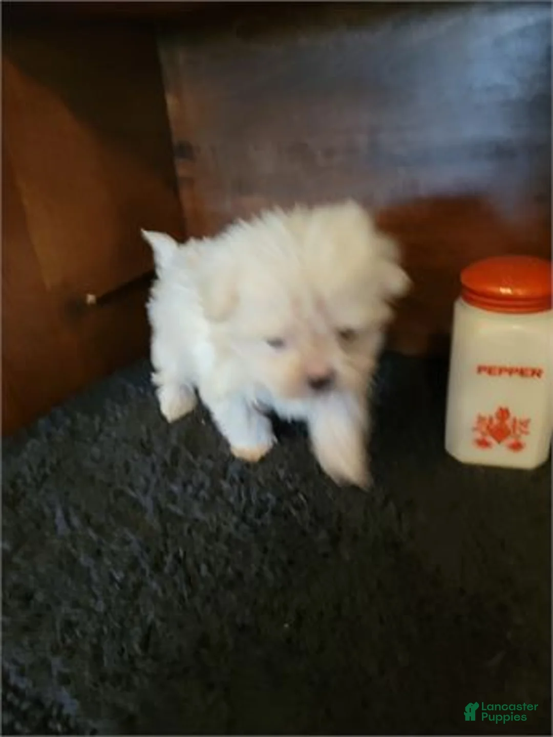Maltese dogs for sale: Maltese Puppy 1 - Ad 2