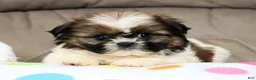 Shih Tzu dogs for sale: Skye - Ad 4
