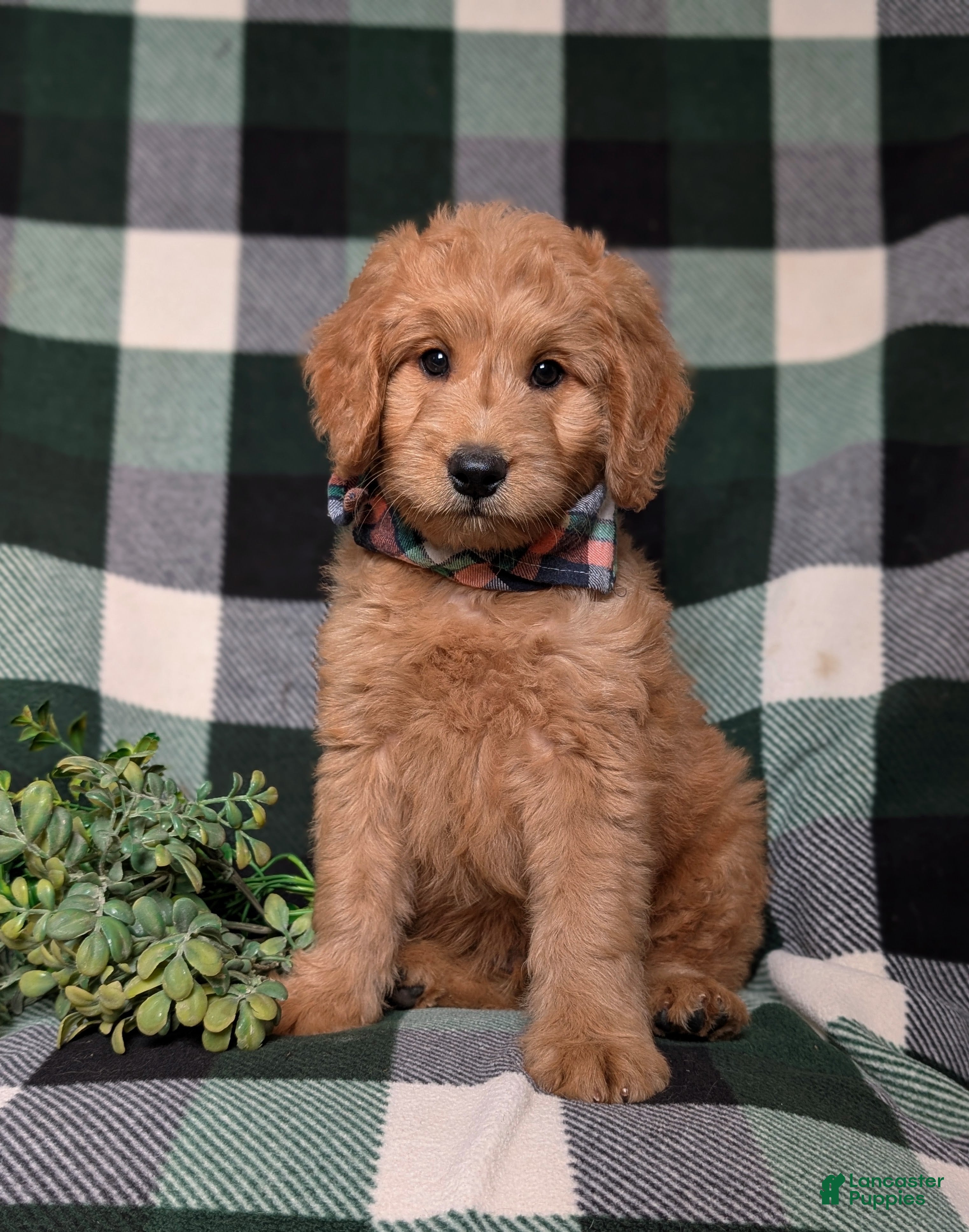 Goldendoodle dogs Dennison Hypoallergenic - Ad 2