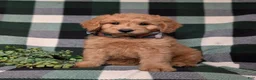 Goldendoodle dogs for sale: Dennison Hypoallergenic - Ad 2