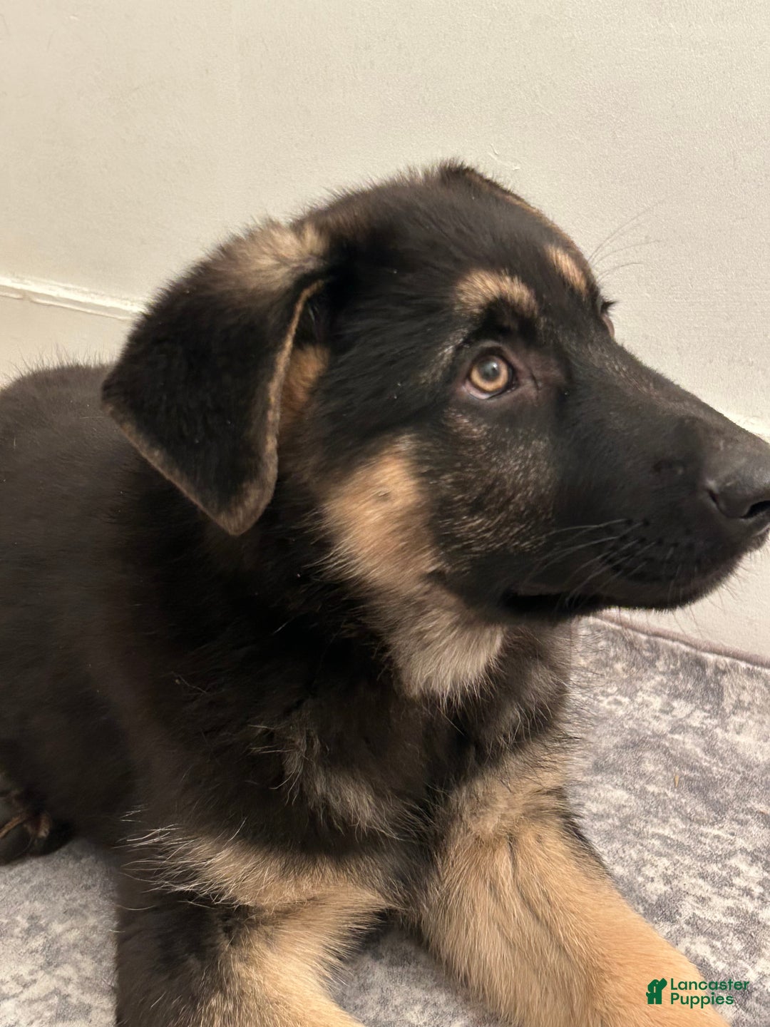 German Shepherd dogs for sale: German Shepherd Puppy 1 - Ad 3