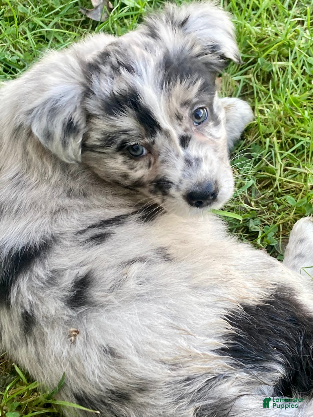 Australian Shepherd dogs for sale: Australian Shepherd Puppy 5 - Ad 3