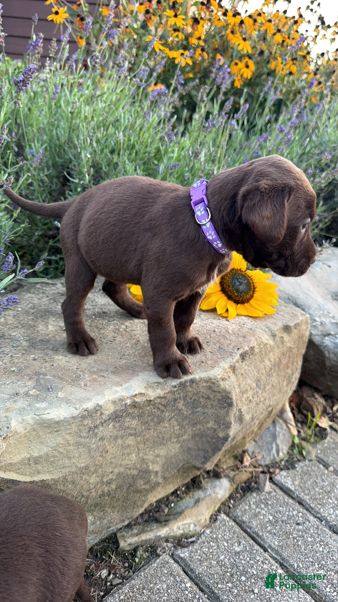 Labrador Retriever dogs for sale: Rosie - Ad 2