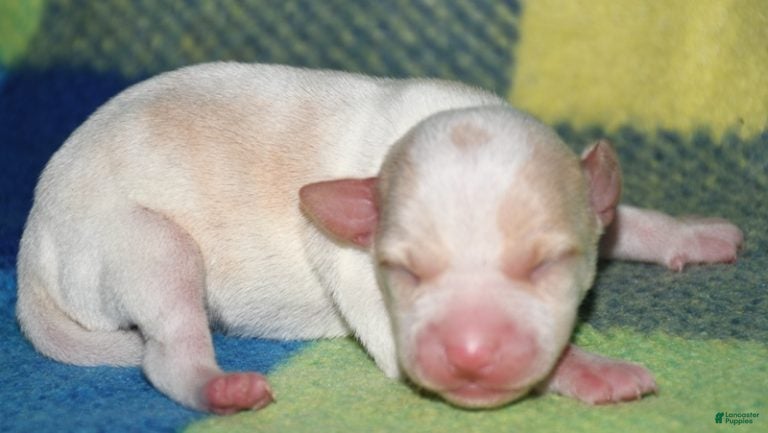 Rat Terrier dogs Marnie - Ad 4