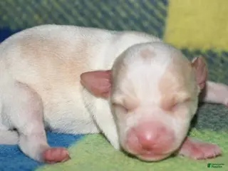 Rat Terrier dogs Marnie - Ad 4