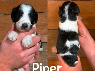 Saint Berdoodles dogs - Ad 23