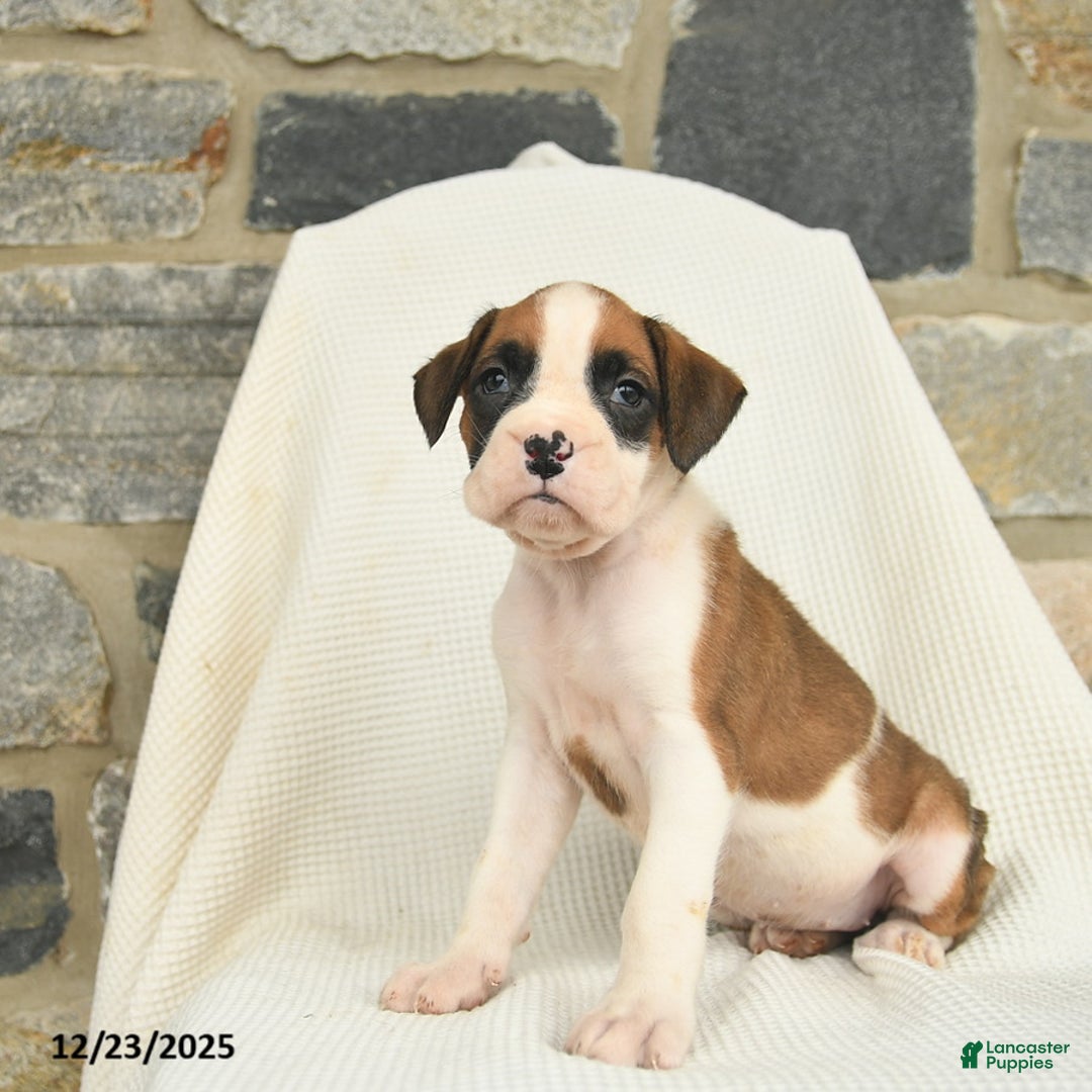 Boxer dogs for sale: Winter  - Ad 2