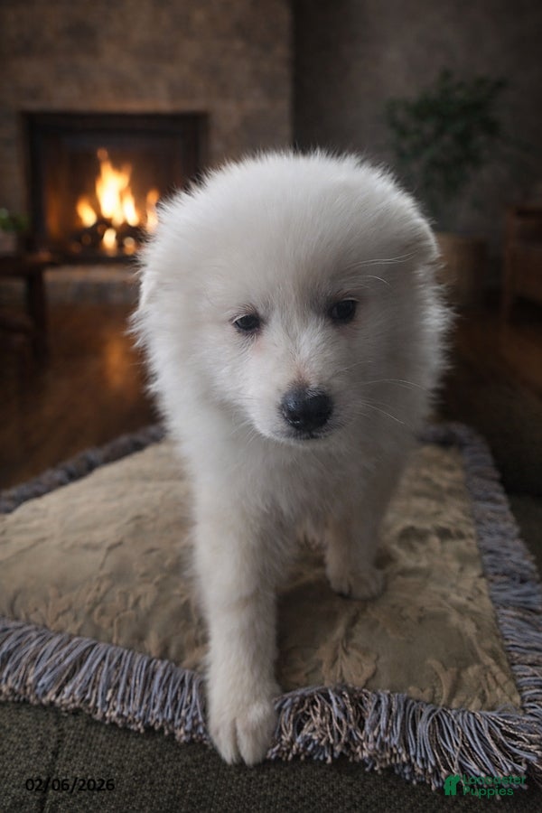 American Eskimo dogs Dylan - Ad 11