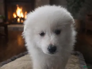 American Eskimo dogs Dylan - Ad 11