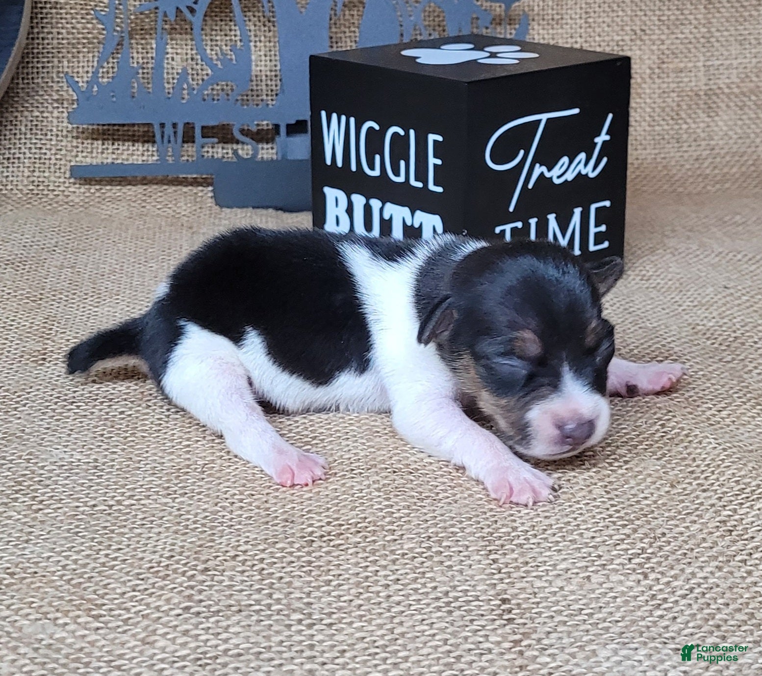 Jack Russell Terrier dogs Romeo purebred JRT delivery available  - Ad 6