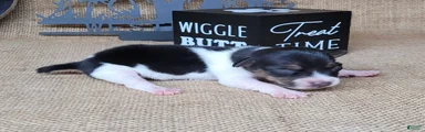 Romeo purebred JRT delivery available 
