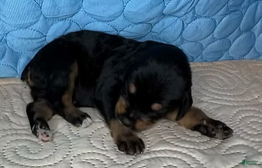 Mixed Breed dogs Charlie - Ad 2