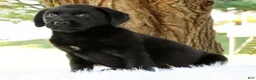Labrador Retriever dogs for sale: Autumn - Ad 2