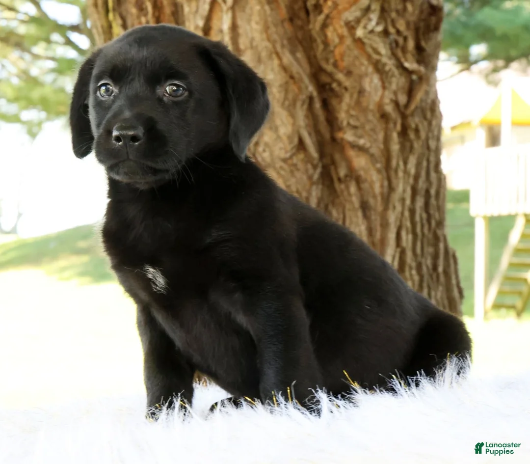Labrador Retriever dogs for sale: Autumn - Ad 2