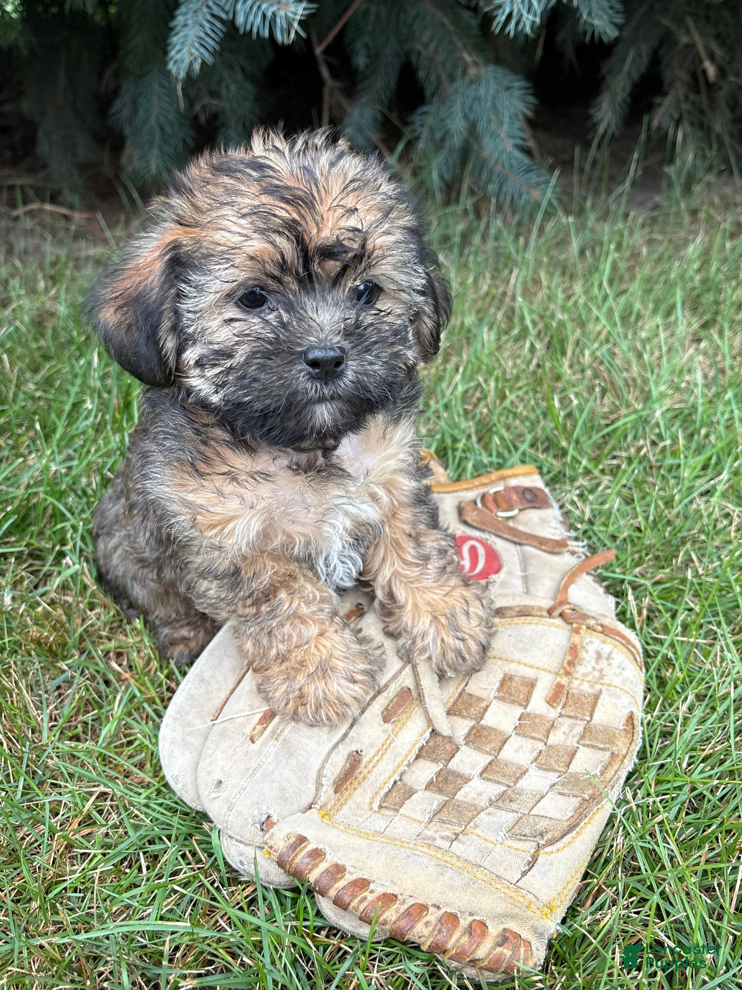 Shorkie dogs Lacey - Ad 2