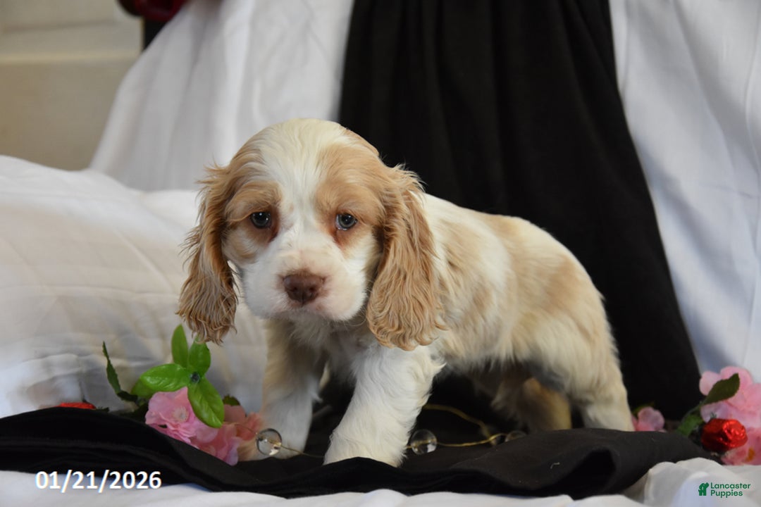 Cocker Spaniel dogs for sale: Valentine - Ad 2