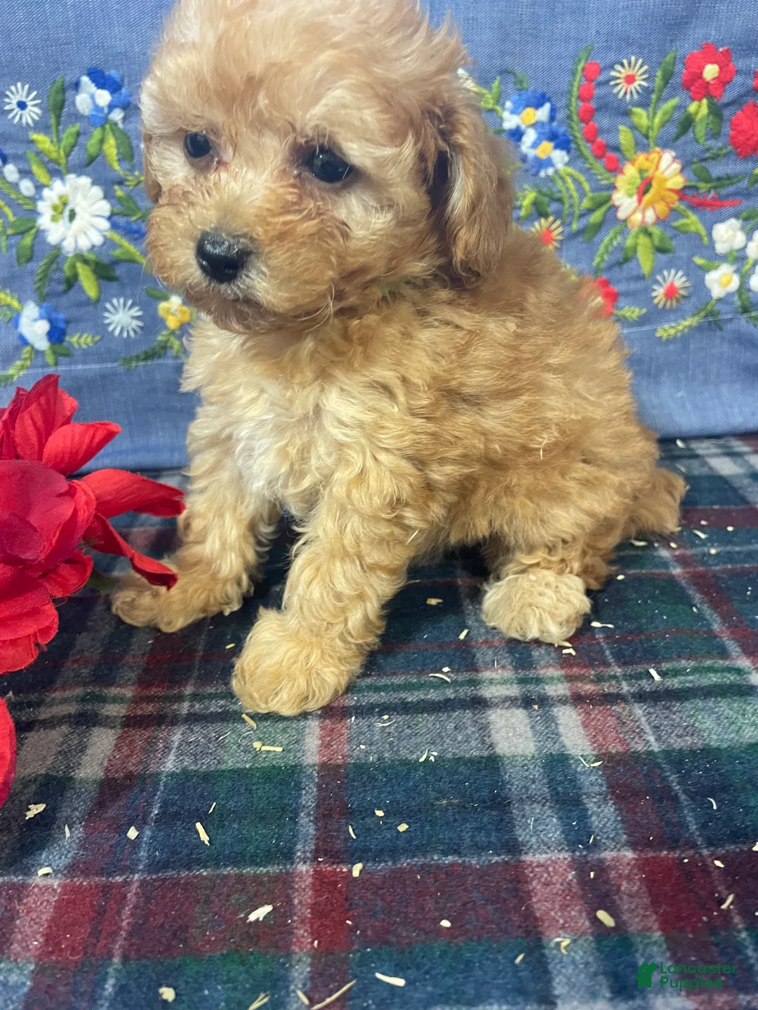 Toy Poodle dogs for sale: Muffin - Ad 2