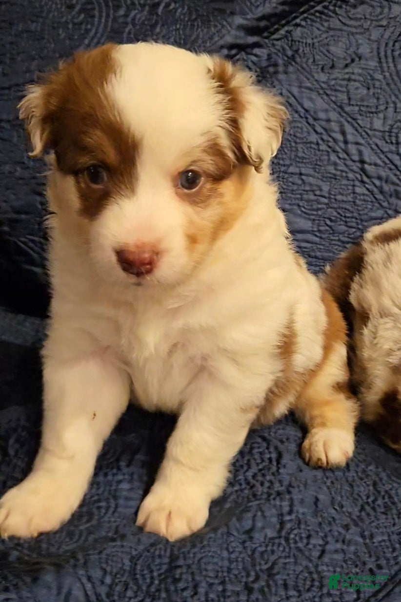 Australian Shepherd dogs Australian Shepherd 5 - Ad 2