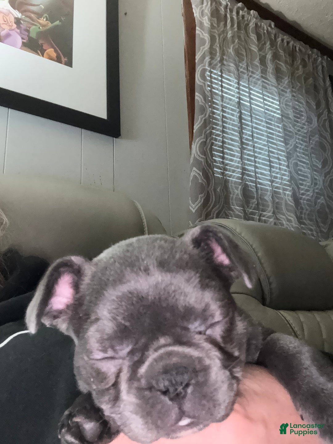 French Bulldog dogs for sale: Baby girl - Ad 1