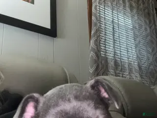 French Bulldog dogs Baby girl - Ad 5