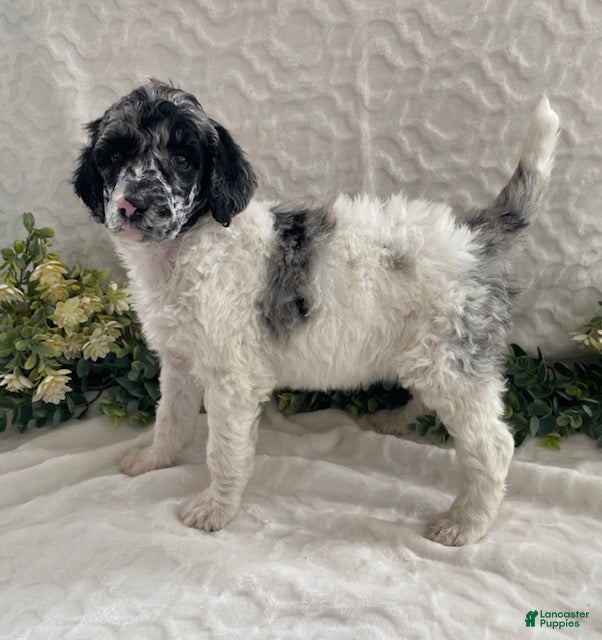 Standard Poodle dogs Kelsey- genetic clear - Ad 34