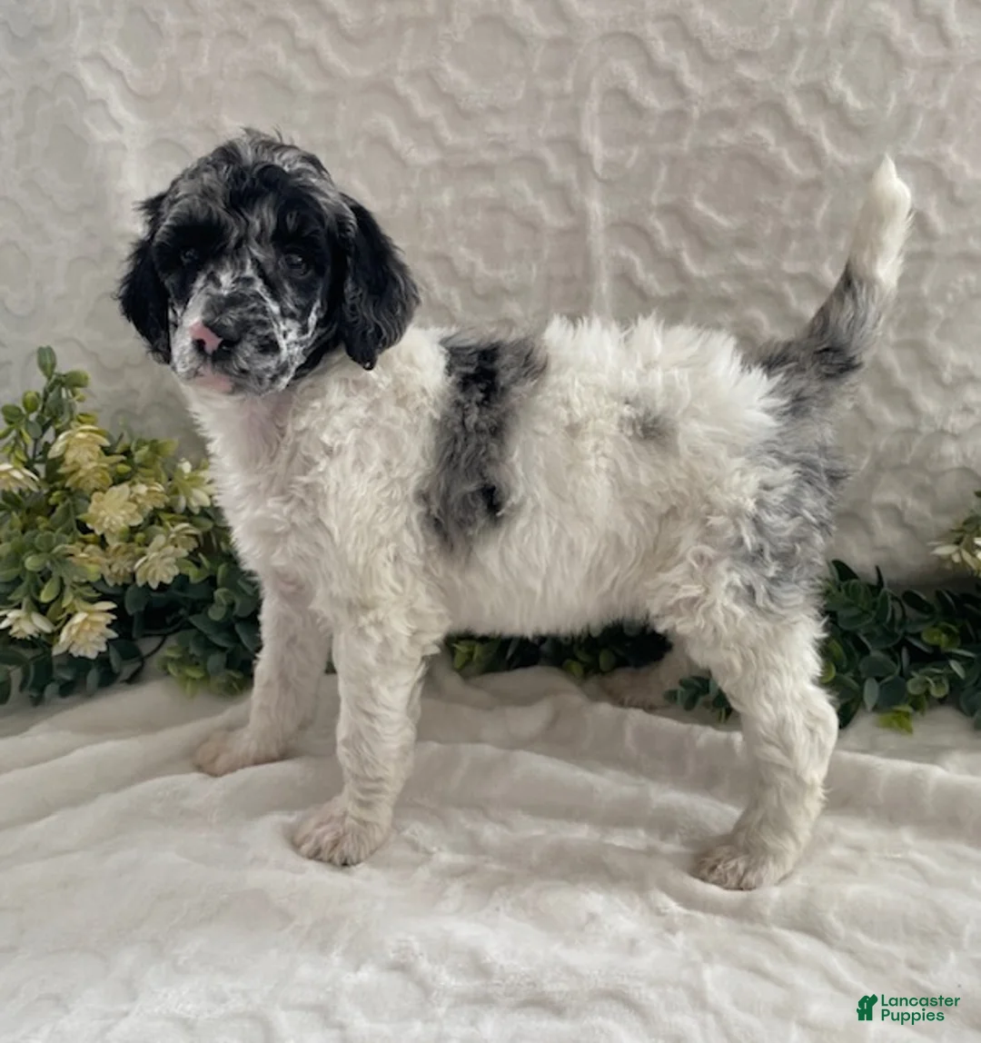 Standard Poodle dogs for sale: Kelsey- genetic clear - Ad 1