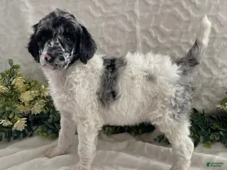 Standard Poodle dogs Kelsey- genetic clear - Ad 34