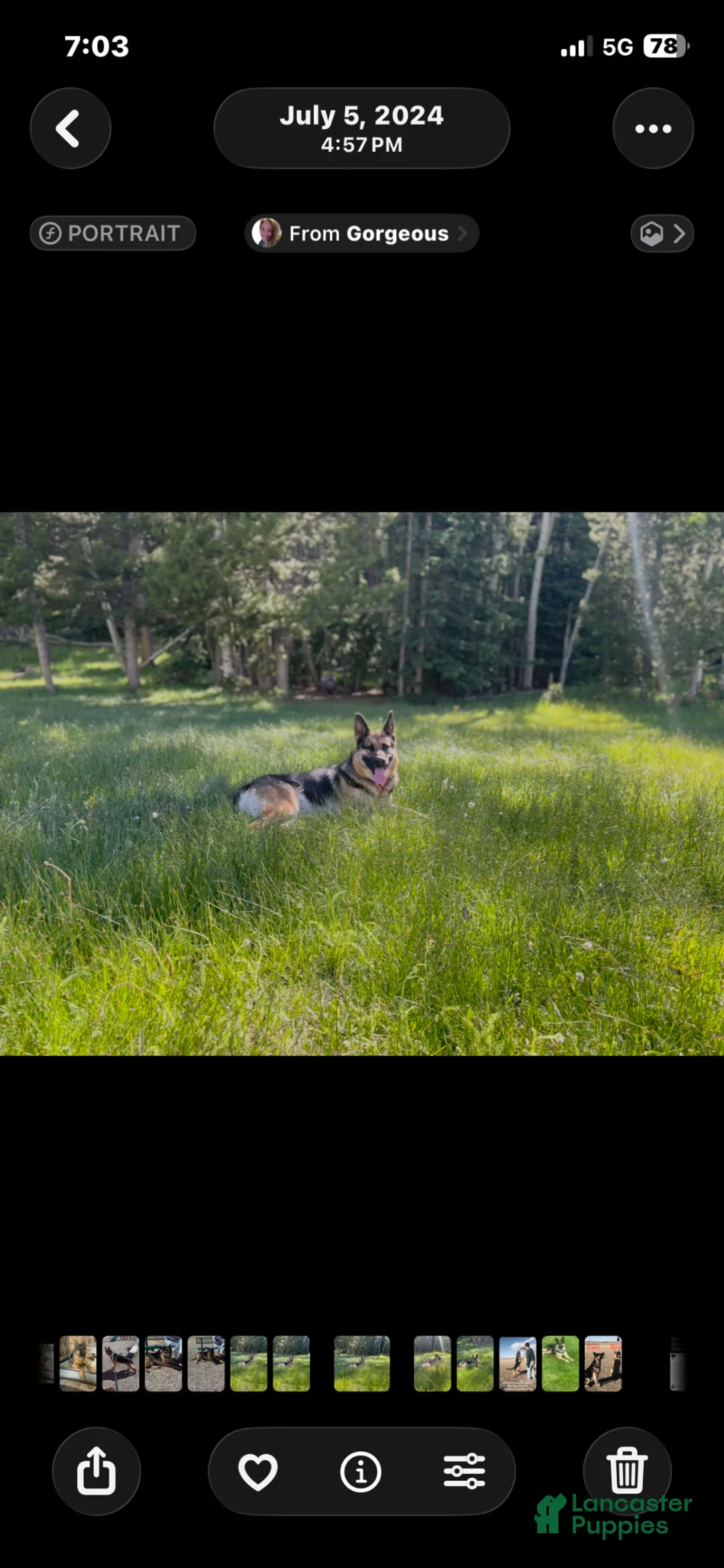 German Shepherd dogs for sale: German Shepherd Puppy 1 - Ad 20